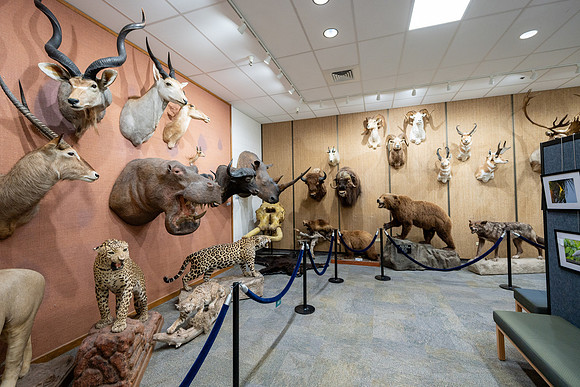 Wildlife Museum - Mar 2026