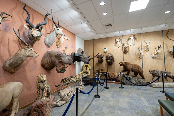 Wildlife Museum - Mar 2026