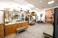 Wildlife Museum - Mar 2026