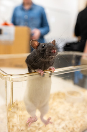 Psychology Website - March 2026