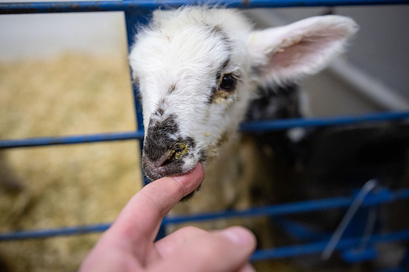 Feeding Lambs - Mar 2026