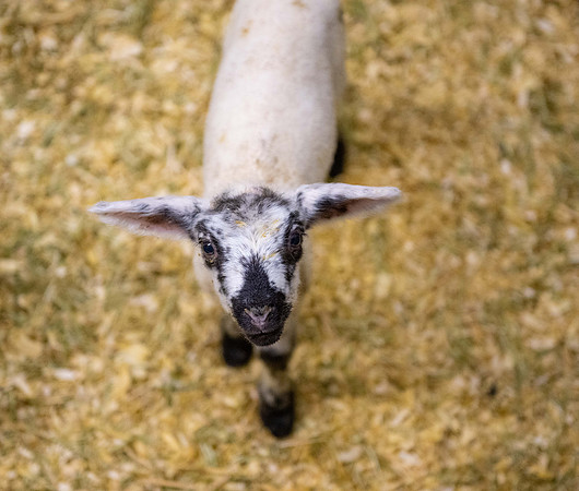 Feeding Lambs - Mar 2026