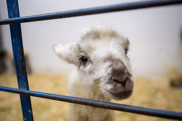 Feeding Lambs - Mar 2026