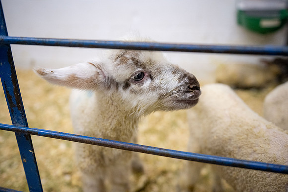 Feeding Lambs - Mar 2026