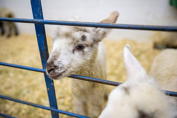 Feeding Lambs - Mar 2026