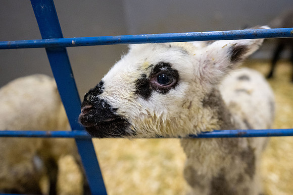 Feeding Lambs - Mar 2026