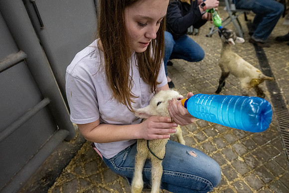 Feeding Lambs - Mar 2026