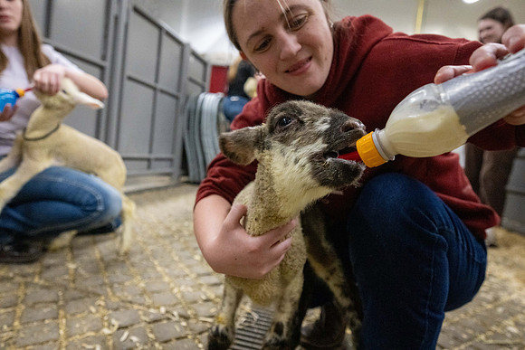 Feeding Lambs - Mar 2026