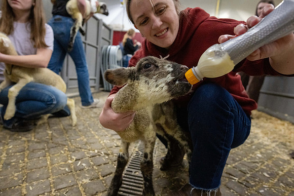 Feeding Lambs - Mar 2026