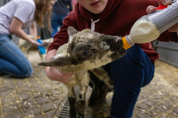 Feeding Lambs - Mar 2026