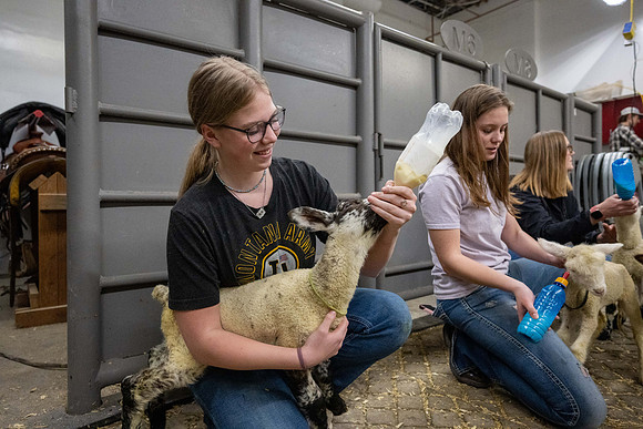 Feeding Lambs - Mar 2026