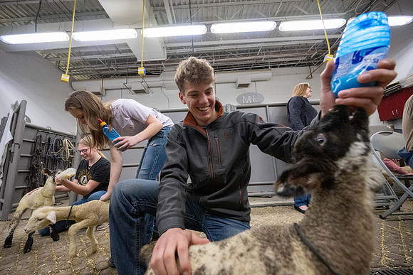 Feeding Lambs - Mar 2026