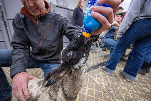 Feeding Lambs - Mar 2026