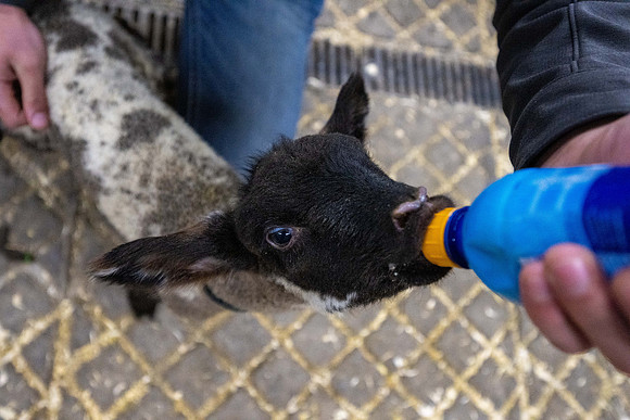 Feeding Lambs - Mar 2026