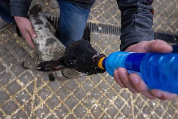 Feeding Lambs - Mar 2026