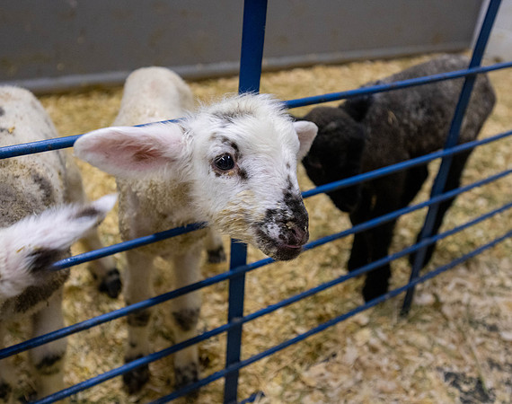 Feeding Lambs - Mar 2026