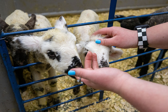 Feeding Lambs - Mar 2026