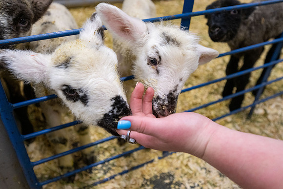 Feeding Lambs - Mar 2026