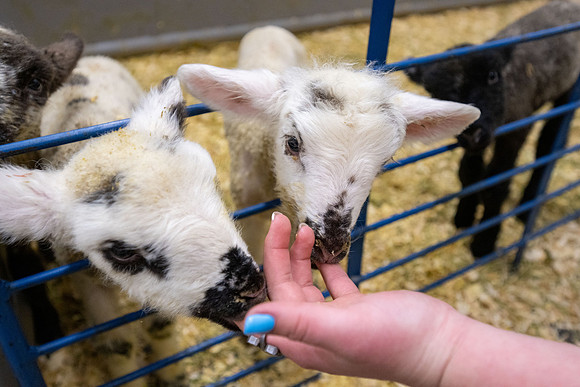 Feeding Lambs - Mar 2026