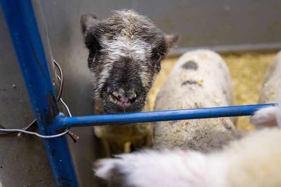 Feeding Lambs - Mar 2026