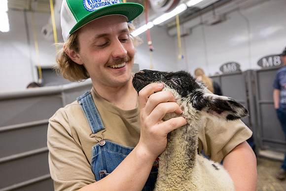 Feeding Lambs - Mar 2026