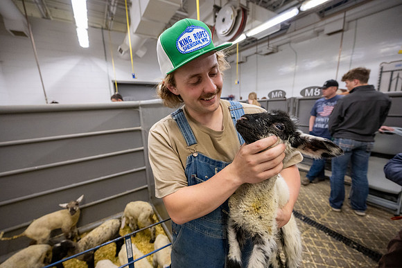Feeding Lambs - Mar 2026