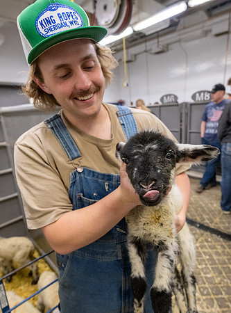 Feeding Lambs - Mar 2026
