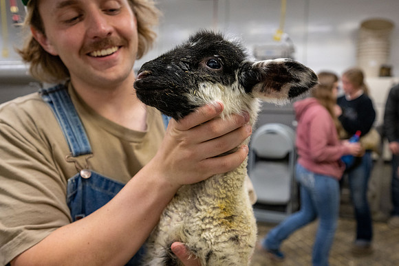 Feeding Lambs - Mar 2026