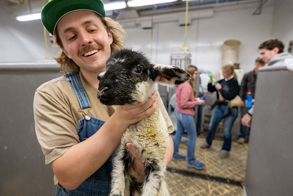 Feeding Lambs - Mar 2026