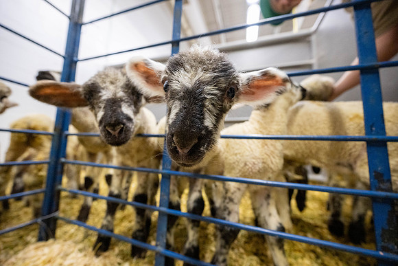 Feeding Lambs - Mar 2026