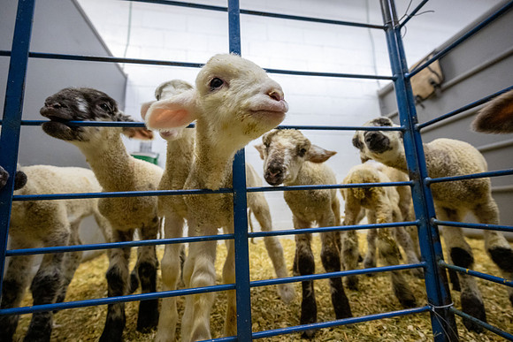 Feeding Lambs - Mar 2026