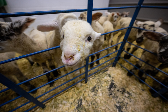 Feeding Lambs - Mar 2026