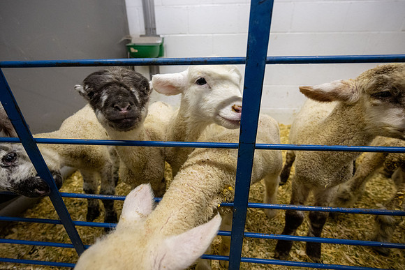 Feeding Lambs - Mar 2026