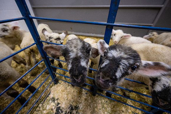 Feeding Lambs - Mar 2026