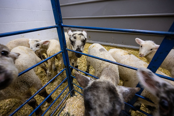 Feeding Lambs - Mar 2026