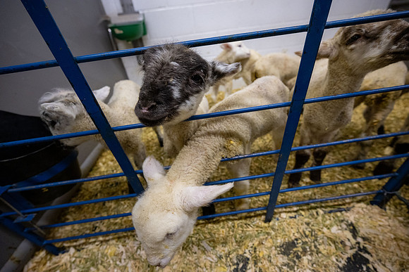 Feeding Lambs - Mar 2026