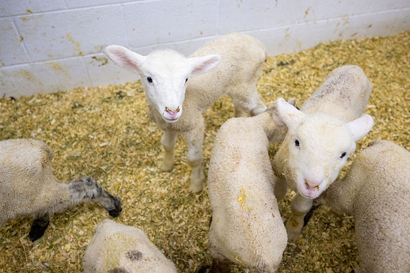Feeding Lambs - Mar 2026