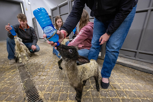 Feeding Lambs - Mar 2026