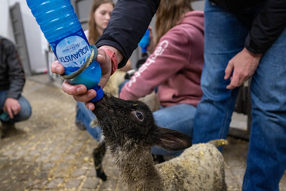 Feeding Lambs - Mar 2026