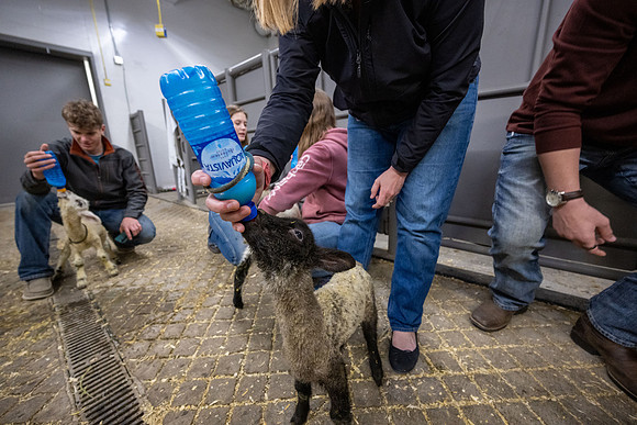 Feeding Lambs - Mar 2026