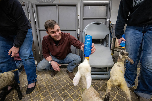 Feeding Lambs - Mar 2026