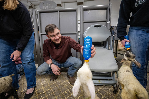 Feeding Lambs - Mar 2026