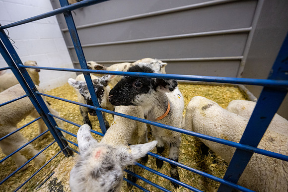 Feeding Lambs - Mar 2026
