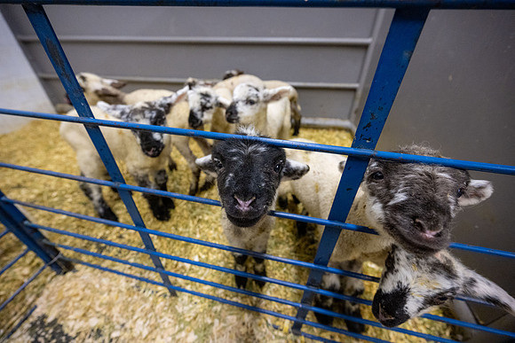 Feeding Lambs - Mar 2026