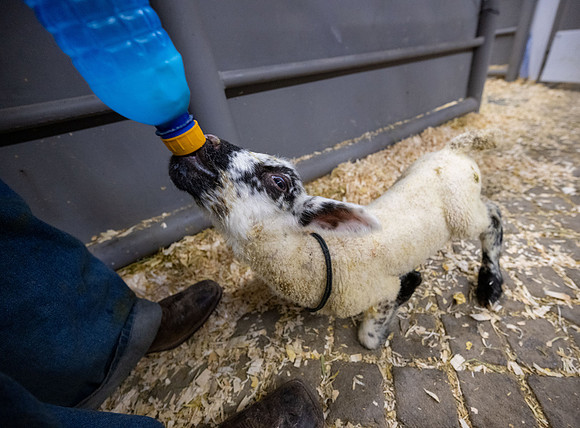Feeding Lambs - Mar 2026