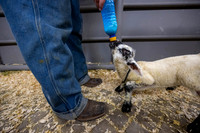 Feeding Lambs - Mar 2026