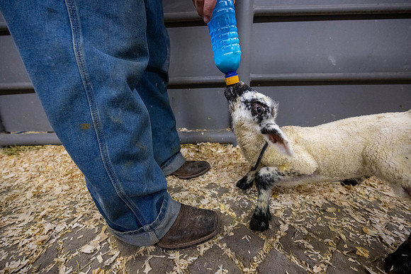 Feeding Lambs - Mar 2026