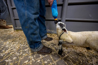 Feeding Lambs - Mar 2026