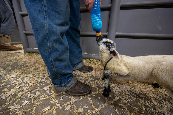 Feeding Lambs - Mar 2026