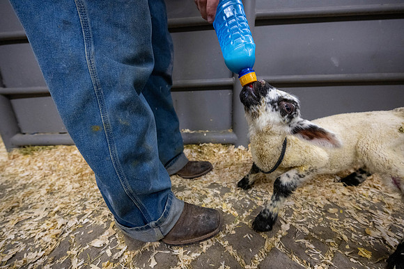 Feeding Lambs - Mar 2026